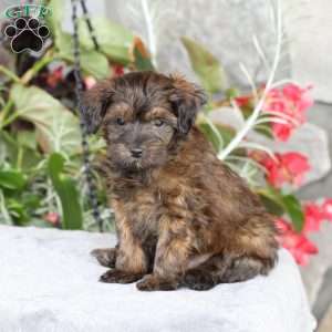 Ranger, Yorkie Poo Puppy
